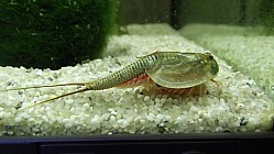 Triops Longicaudatus